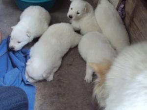 Cachorros Samoyedo