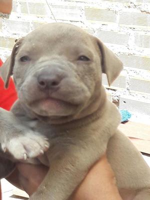 Cachorros.pitbull Silver Puro