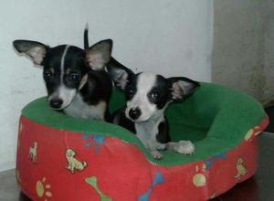 Chihuahua Cruse con Jack Russell
