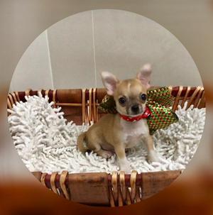 Chihuahua MiniToy precio de Regalo