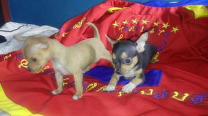 Chihuahuas Toy