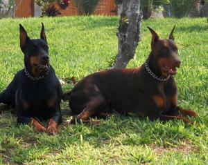 Doberman S/ 500