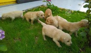 ENCANTADORES CACHORRITOS GOLDEN RETRIEVER