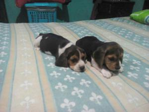 Finos Cachorros Beagle Tricolor