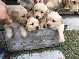 GOLDEN RETRIVER CACHORROS DE RAZA