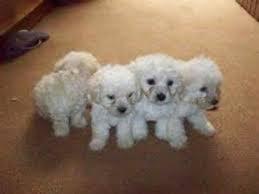 HERMOSOS POODLE TOY