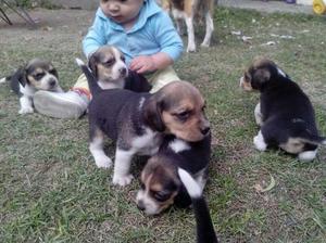 HERMOSOS Y FINOS CACHORRITOS BEAGLES