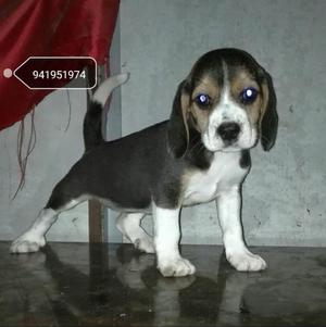 Hermosa Beagle