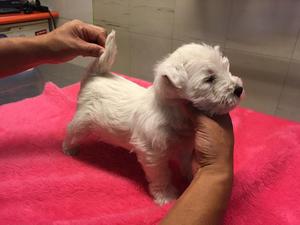 Hermosos West Highland White Terrier