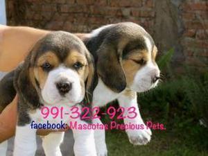 Juguetones Beagles Tricolores