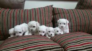 OFRESCO MIS CACHORROS BICHON FRISE