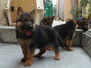 PASTOR ALEMAN CACHORROS CACHORROS