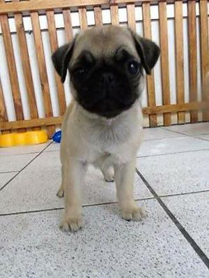 PUG 