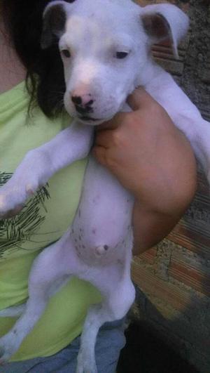 Perritos Dogos Argentino