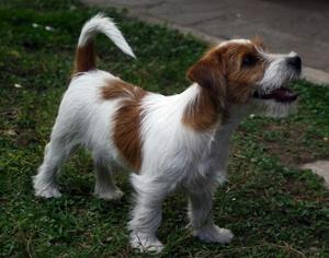 Perritos Jack Russell