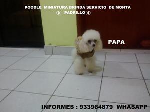 Poodle Miniatura Brinda Servicio De Monta Linea Argentina