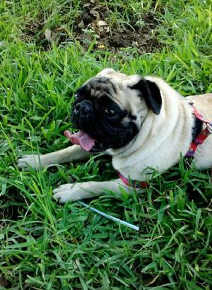 Pug Macho en Venta
