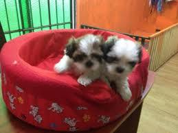 SHITZU TOY HERMOSOS CACHORROS