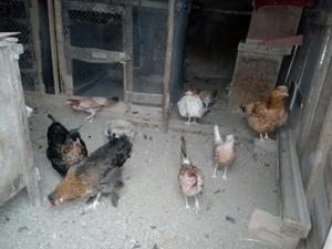 Se Vende Gallinas de 7 Meses Ponedoras