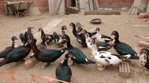 Se Vende Patos