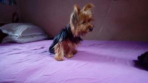 Se. Venden Preciosas Yorskshir Terrier.