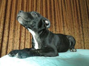 Stanford shire bull terrier