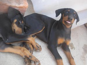 VENDO CACHORROS DOBERMANCHICLAYO