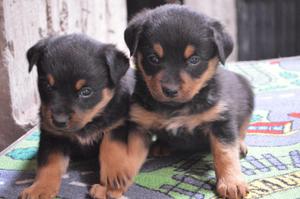 Vendo Cachorras ROTTWEILER