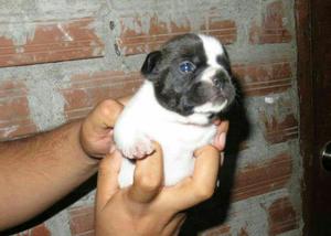 Vendo Cachorro Bulldog Francés