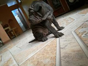 Vendo Cachorro Shar Pei