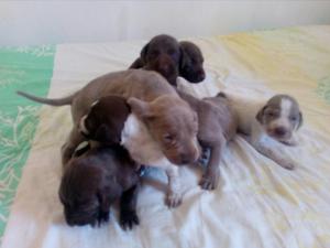 Vendo Cachorros Braco Aleman Puros