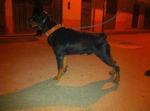 Vendo Mis Rottweiler Macho Y Hembra