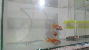 Vendo Pescera con 3 Peces Goldfish