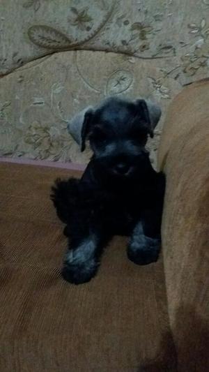 Vendo Schnauzer