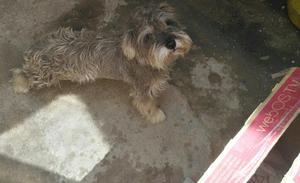 Venta de Schnauzer Hembra