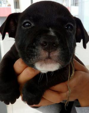 cachorritos hermosos american bully