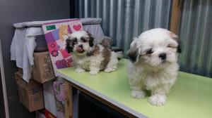 cachorros shitzu de 2 meses de nacido