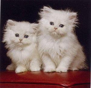 gatos persa blancos DOLL FACE bonitos gatitos juguetones
