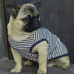 pug carlino busca novia