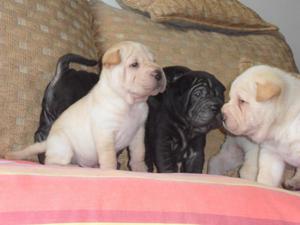 sharpei cachorritos