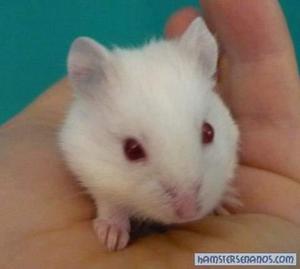 vendo hamsters blanco