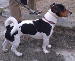 vendo hermosa cachorra jack rusell tri color tiene dos meses