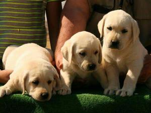 Bellos Cachorros Labradores Color Hueso