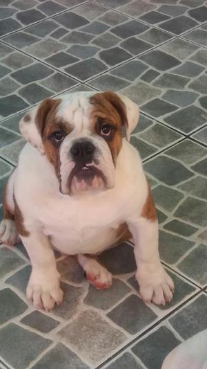 Bulldog 8ngles Pedigree Plata