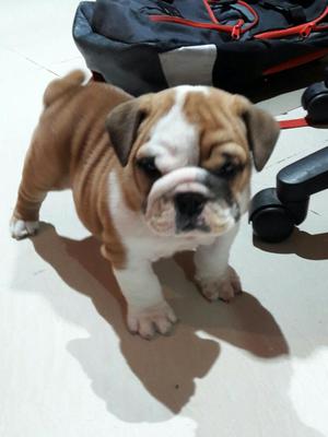 Bulldog Ingles