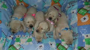 CACHORROS LABRADORES EN VENTA