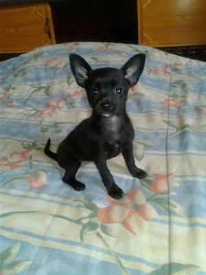 Cachorrita Chihuahua Negrita