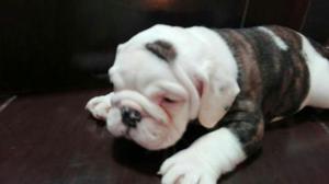 Cachorros Bulldog Ingles