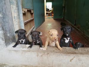 Cachorros Pitbull Puros