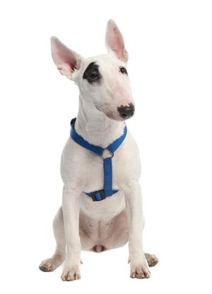 En Venta Bull Terrier